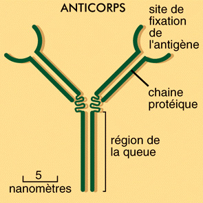 anticorps1