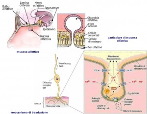 Mucosa olfattiva - trasduzione