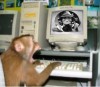 Scimmia al pc